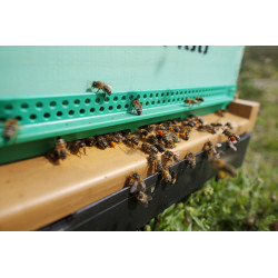 Pollen d'abeilles bio - Terralba