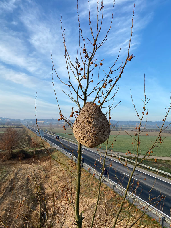 niu-vespa-velutina